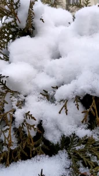 Ramas Árboles Fondo Las Nevadas Copos Nieve Cayendo Paisaje Invernal — Vídeos de Stock