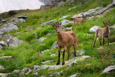 Dağlardaki dağ keçilerinin güzel bir görüntüsü.