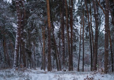 Kış road, çam ağaçları ile orman
