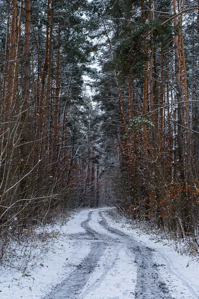 Winter Road Forest Pine Trees — Stock Photo, Image