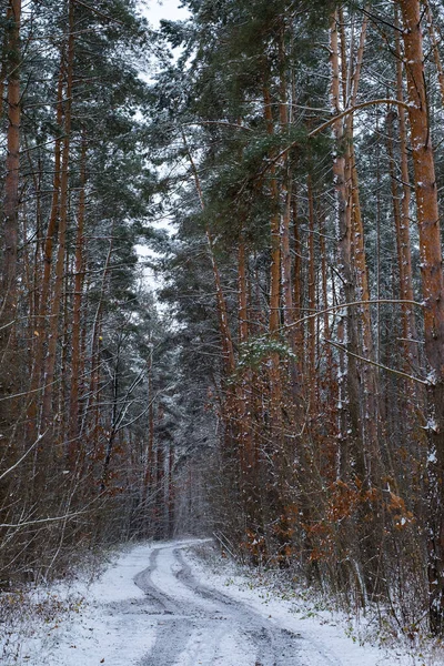 冬の道 松の木の森 — ストック写真