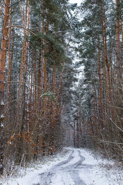 Zimą Droga Las Piniowy — Zdjęcie stockowe