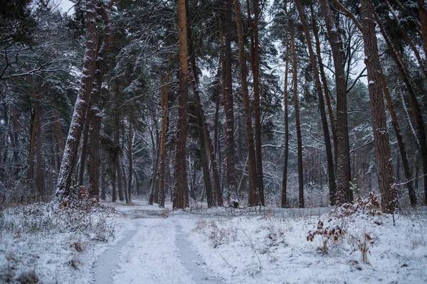 Estrada Inverno Floresta Com Pinheiros — Fotografia de Stock