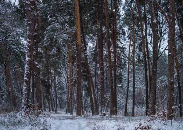Vinterväg Skog Med Tallar — Stockfoto