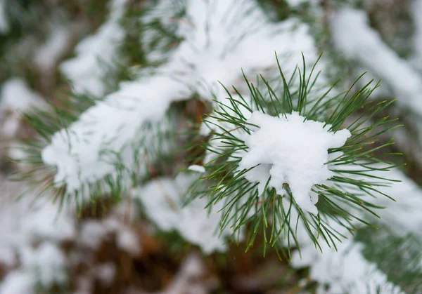 Green branches of a Christmas tree, coniferous saturated tree branches close-up in snow, background of a tree needle