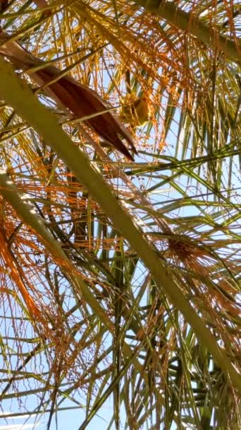Papagal Frunza Unui Palmier Barcelona Spania — Videoclip de stoc