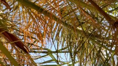 Barselona 'da bir palmiye ağacında papağanlar