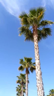 Yeşil palmiye yapraklarına bakıyorum. Seyahat ve yaz konsepti. Rüzgarda sallanan yeşil palmiye ağaçları mavi gökyüzünde. Parlak güneş ışığında palmiye ağacı. Seyahat ve yaz havası