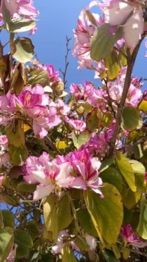 Pembe orkide ağacı. Bauhinia blakeana genellikle Hong Kong orkide ağacı olarak bilinir, Bauhinia familyasından bir ağaçtır.