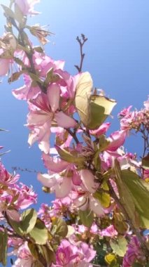 Pembe orkide ağacı. Bauhinia Blakeana genellikle Hong Kong orkide ağacı olarak bilinir.