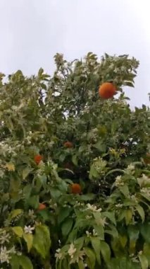 Meyveli ve çiçekli mandalina ağaçları. Çiçek açan bir ağaçta olgunlaşmış mandalinalar, yakın plan. Rüzgar ağaçların dallarını sallıyor. Tarım kavramı, İspanya. Bahar hasadı