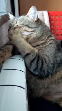 Kedi ısıtıcı kaloriferin yanında yatıyor. Kedi akü tarafından ısıtılır ve gözleri sandalyede kapalı uyur.