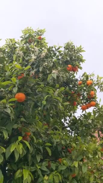 Arbori Mandarini Fructe Flori Mandarine Coapte Copac Înflorit Aproape Vântul — Videoclip de stoc