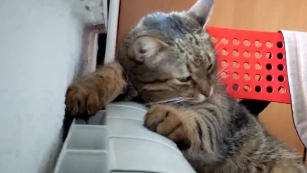 家猫躺在散热器附近 在冬天 宠物用一个温暖的电池取暖 — 图库视频影像