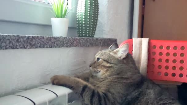 Cat Lies Heating Radiator Cat Heated Battery Falls Asleep His — Stock Video