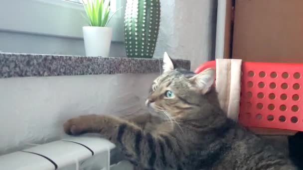Kočky Ohřívají Blízkosti Radiátoru — Stock video