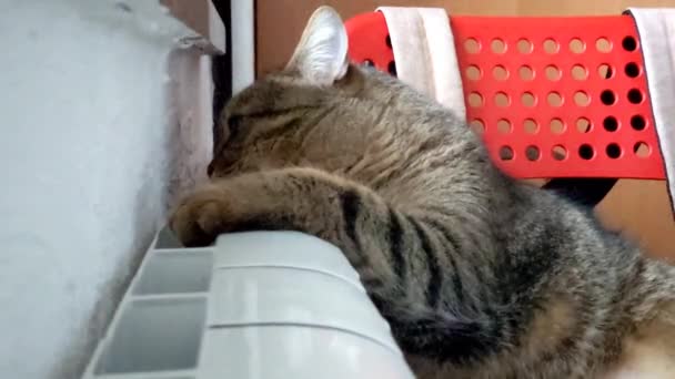 猫在散热器附近取暖 — 图库视频影像