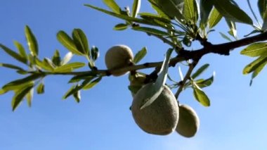 Mavi gökyüzüne karşı badem ağacı