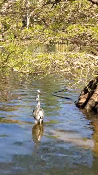 Vertikal Bild Vit Stor Egret Ett Vatten Vit Häger Som — Stockvideo