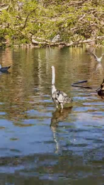 Een Verticaal Schot Van Een Witte Grote Egret Een Water — Stockvideo