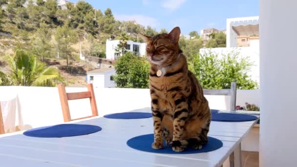 Bengal Domestic Cat Sits Table Dinner — стоковое видео