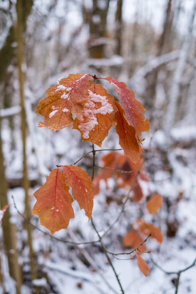 Ośnieżona Gałąź Dębu Suchymi Liśćmi Tle Zimowego Lasu — Zdjęcie stockowe