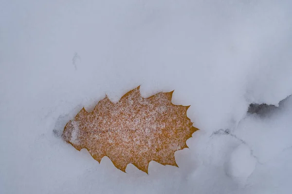 Luminosa Foglia Quercia Caduta Tra Neve Bianca Nella Foresta Invernale — Foto Stock