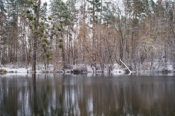 Jezioro Nie Zamarzło Zimą Zimowy Las Śnieg Gałęziach Drzew Odbicie — Zdjęcie stockowe