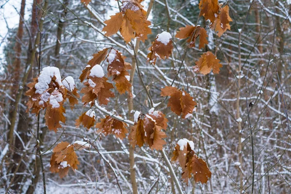 Snow Covered Oak Branch Dry Leaves Background Winter Forest — Stock Photo, Image