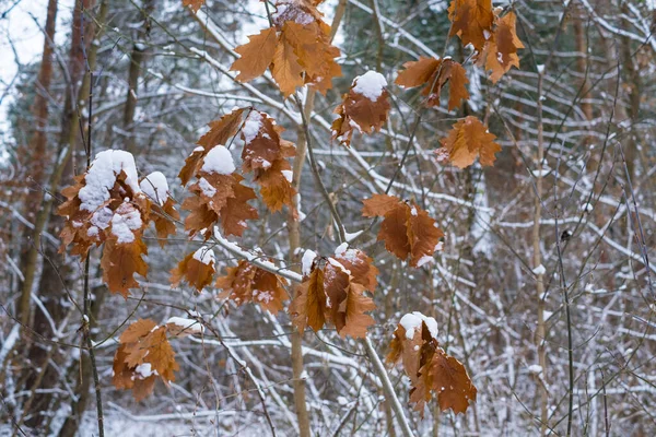 Ramo Quercia Ricoperto Neve Con Foglie Secche Uno Sfondo Foresta — Foto Stock