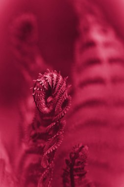 Çok yaşa Magenta Fern. Eğrelti otlarının doğal dokuları ve desenleri. Doğal tasarım için arka plan ve görsel materyal. Macro, kapat.