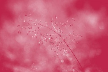 Yaşasın Magenta renk arkaplanı. Bitkilerin doğal dokuları ve desenleri. Doğal tasarım için arka plan ve görsel materyal. Macro, kapat.