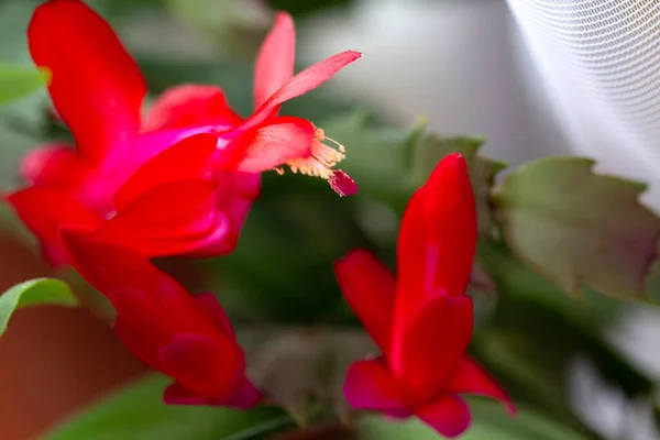 Red Blooming Christmas Cactus Zygocactus Schlumbergera Selective Focus Space Text — Stock Photo, Image