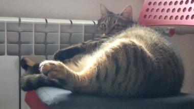 Kedi ısıtıcı kaloriferin yanında yatıyor. Kedi akü tarafından ısıtılır ve gözleri sandalyede kapalı uyur.