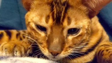 Güzel bir Bengal kedisi battaniyenin üzerinde yatıyor. Bengal kedisi dinleniyor. Hayvan bakımı.
