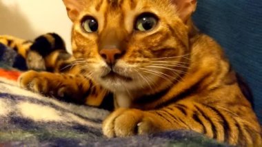 Güzel bir Bengal kedisi battaniyenin üzerinde yatıyor. Bengal kedisi dinleniyor. Hayvan bakımı.