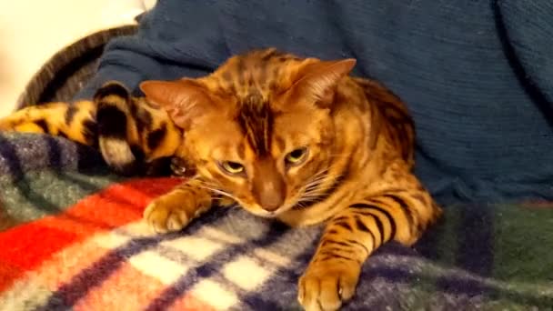 Прекрасная Бенгальская Кошка Лежит Одеяле Бенгальская Кошка Отдыхает Спокойно Уход — стоковое видео