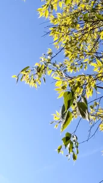 Νεαρός Λίντεν Αφήνει Κλαδιά Ενός Δέντρου Στον Γαλάζιο Ουρανό Άνοιξη — Αρχείο Βίντεο