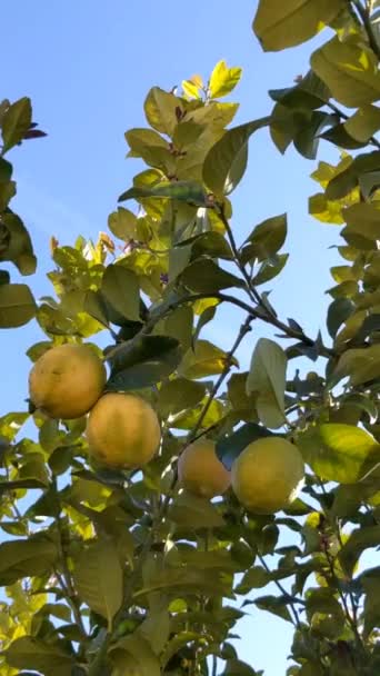 有果实和花的柑橘树 成熟的柑橘在开花的树上 风摇曳着树枝 Concept Agriculture Spain — 图库视频影像