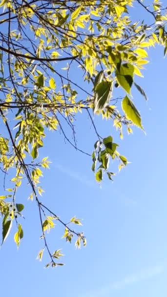 Νεαρός Λίντεν Αφήνει Κλαδιά Ενός Δέντρου Στον Γαλάζιο Ουρανό Άνοιξη — Αρχείο Βίντεο