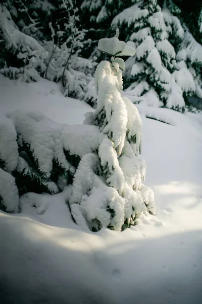 Zimowy Krajobraz Karpatach Drzewa Śniegu Słoneczny Zimowy Dzień — Zdjęcie stockowe