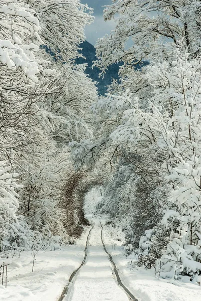 Zimowa Scena Śnieżnym Lasem Koleją Koncepcja Zimowa — Zdjęcie stockowe