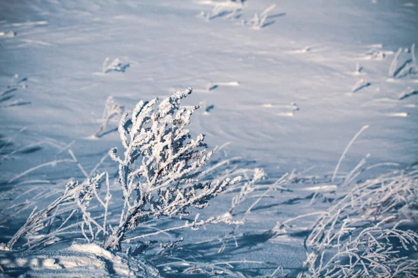 冬天的景象 干枯的植物上结着新鲜的雪 视线浅 背景模糊 田野上结冰的草地上有复制的空间 冬季概念 — 图库照片