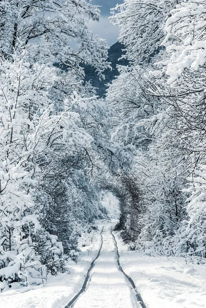 冬季的景象 雪地的森林和铁路 冬季概念 — 图库照片