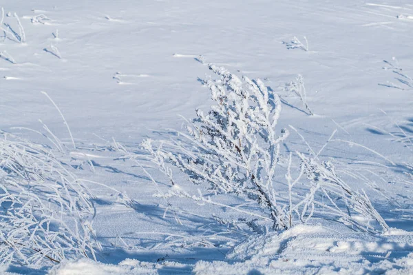 冬天的景象 干枯的植物上结着新鲜的雪 视线浅 背景模糊 田野上结冰的草地上有复制的空间 冬季概念 — 图库照片