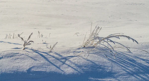 Winterszene Mit Neuschnee Auf Getrockneten Pflanzen Flache Sichttiefe Verschwommener Hintergrund — Stockfoto