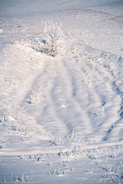 Zimowa Scena Świeżym Śniegiem Suszonych Roślinach Płytka Głębokość Widzenia Zamazane — Zdjęcie stockowe