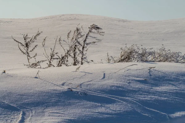 乾燥植物に新鮮な雪と冬のシーン ビューの浅い深さ 背景がぼやけている コピースペースでフィールド上の冷凍草 冬のコンセプト — ストック写真