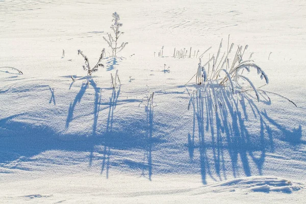 乾燥植物に新鮮な雪と冬のシーン ビューの浅い深さ 背景がぼやけている コピースペースでフィールド上の冷凍草 冬のコンセプト — ストック写真
