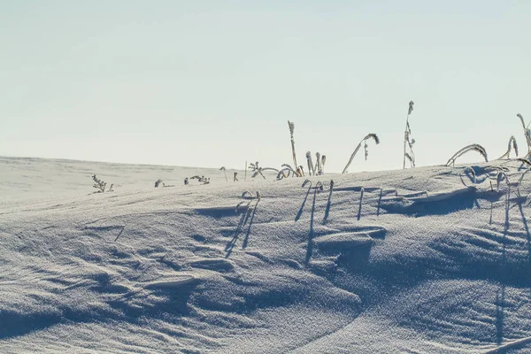 Kurumuş Bitkilerin Üzerinde Taze Kar Olan Kış Sahnesi Sığ Görüş — Stok fotoğraf